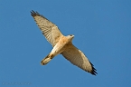 Levant Sparrowhawk_KBJ4604